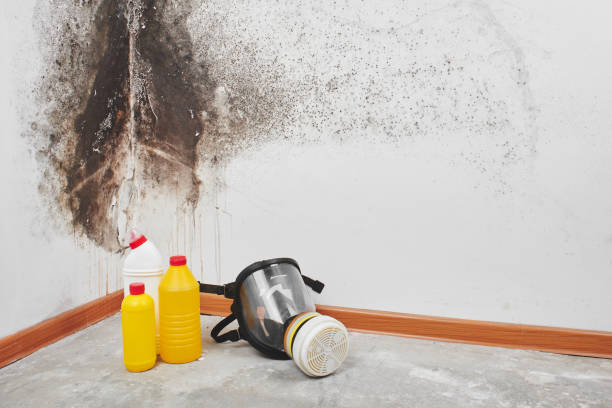 Best Mold Remediation for Specific Building Types in Mount Olive, AL