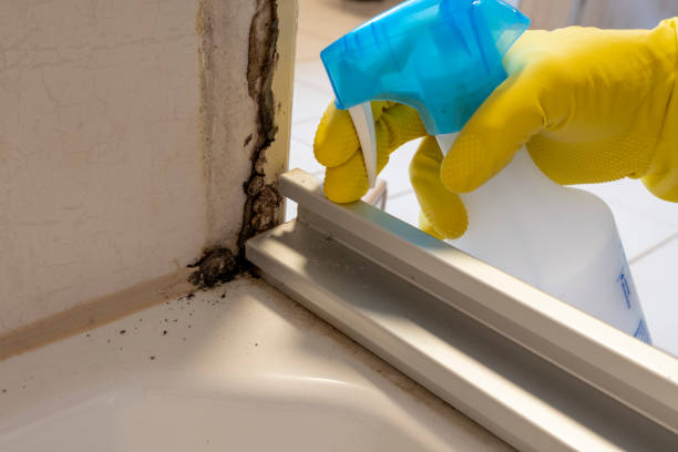 Best Preventive Mold Services in Mount Olive, AL