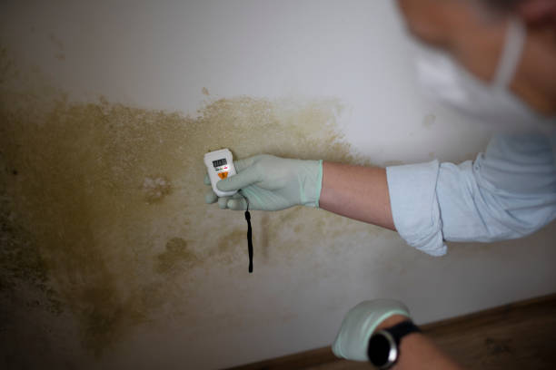 Best Insurance-Related Mold Remediation in Mount Olive, AL