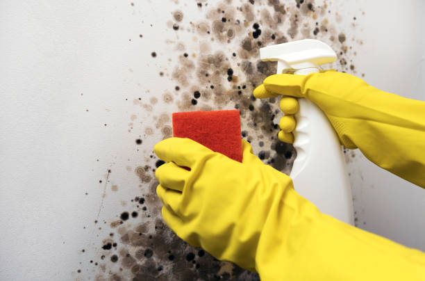Best Commercial Mold Remediation in Mount Olive, AL