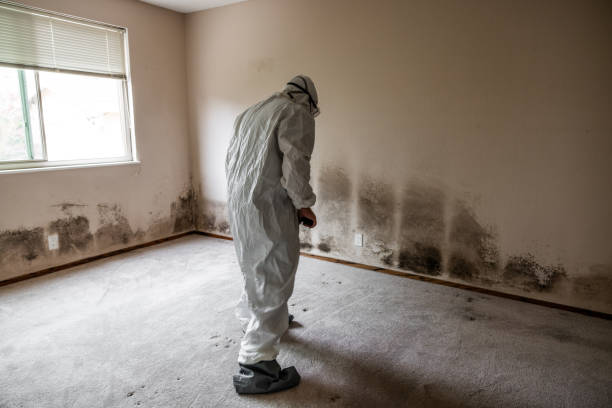 Best Black Mold Remediation in Mount Olive, AL