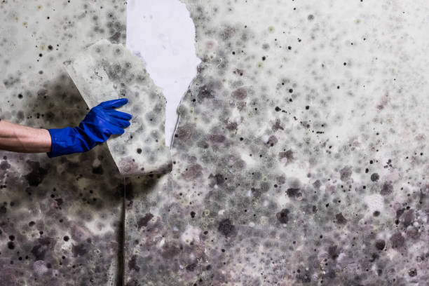 Best Attic Mold Remediation in Mount Olive, AL