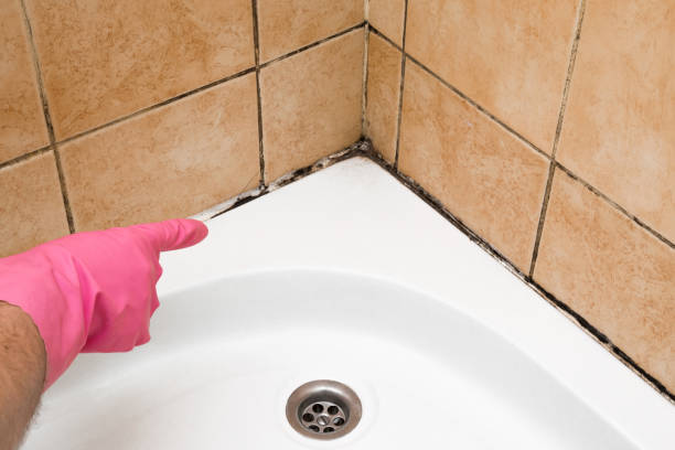 Best Residential Mold Remediation in Mount Olive, AL